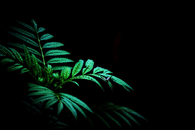 green-plant-dark-background-wild_55536-12 [no text]