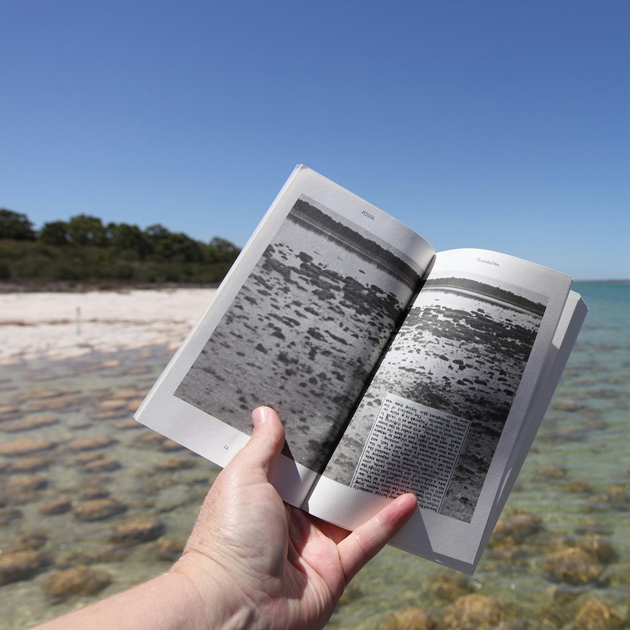 Perdita Phillips and thrombolites at Lake Clifton