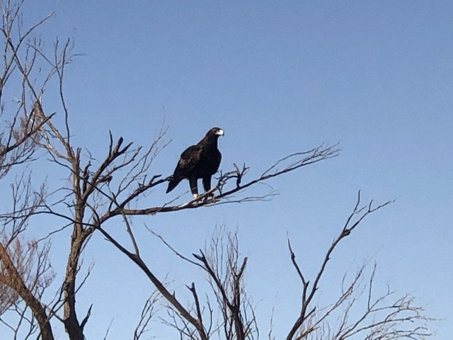 Wiloo, mines Bangarla country. They hang around waiting for large lizards and snakes uprooted by the big machines