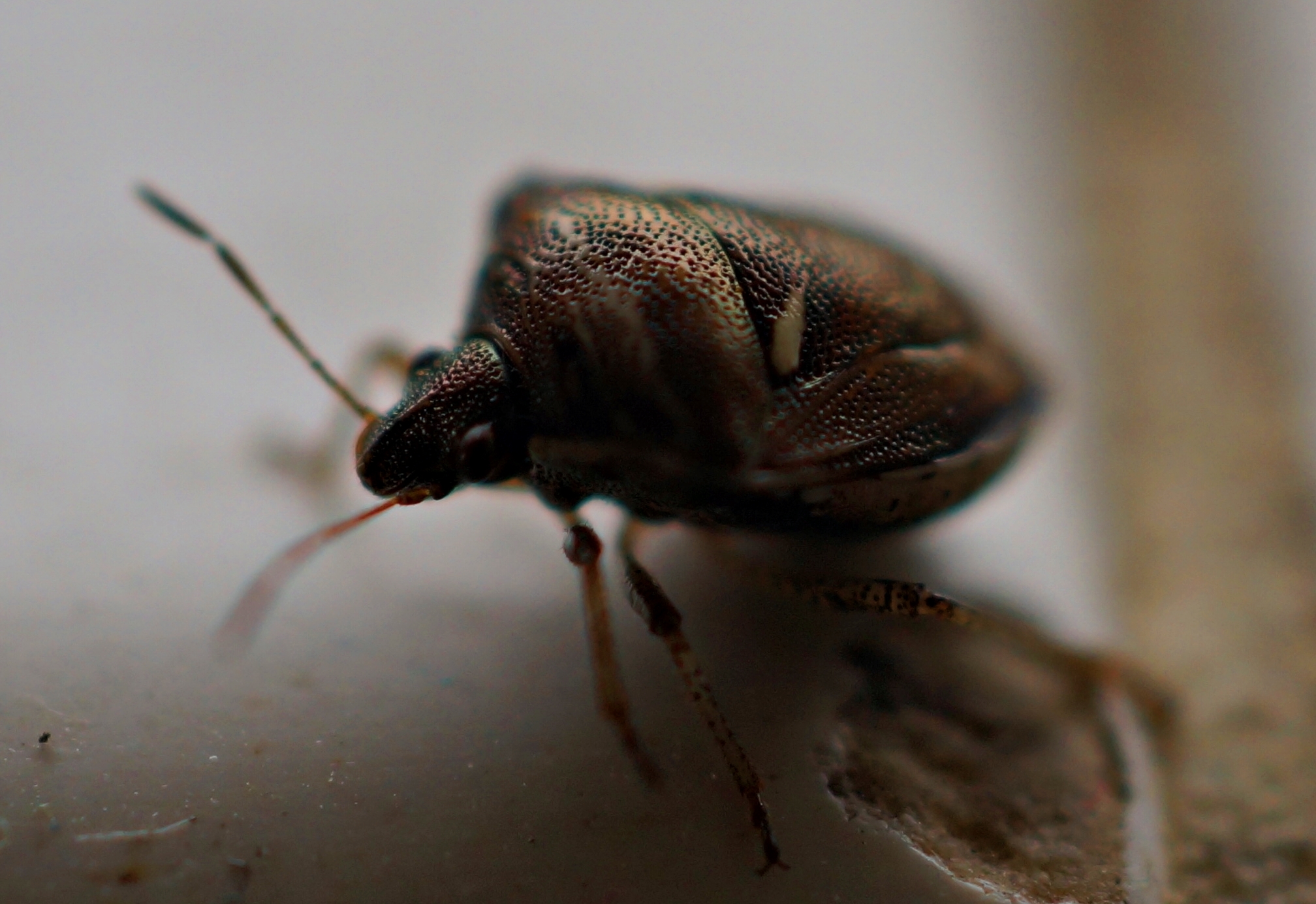 bug