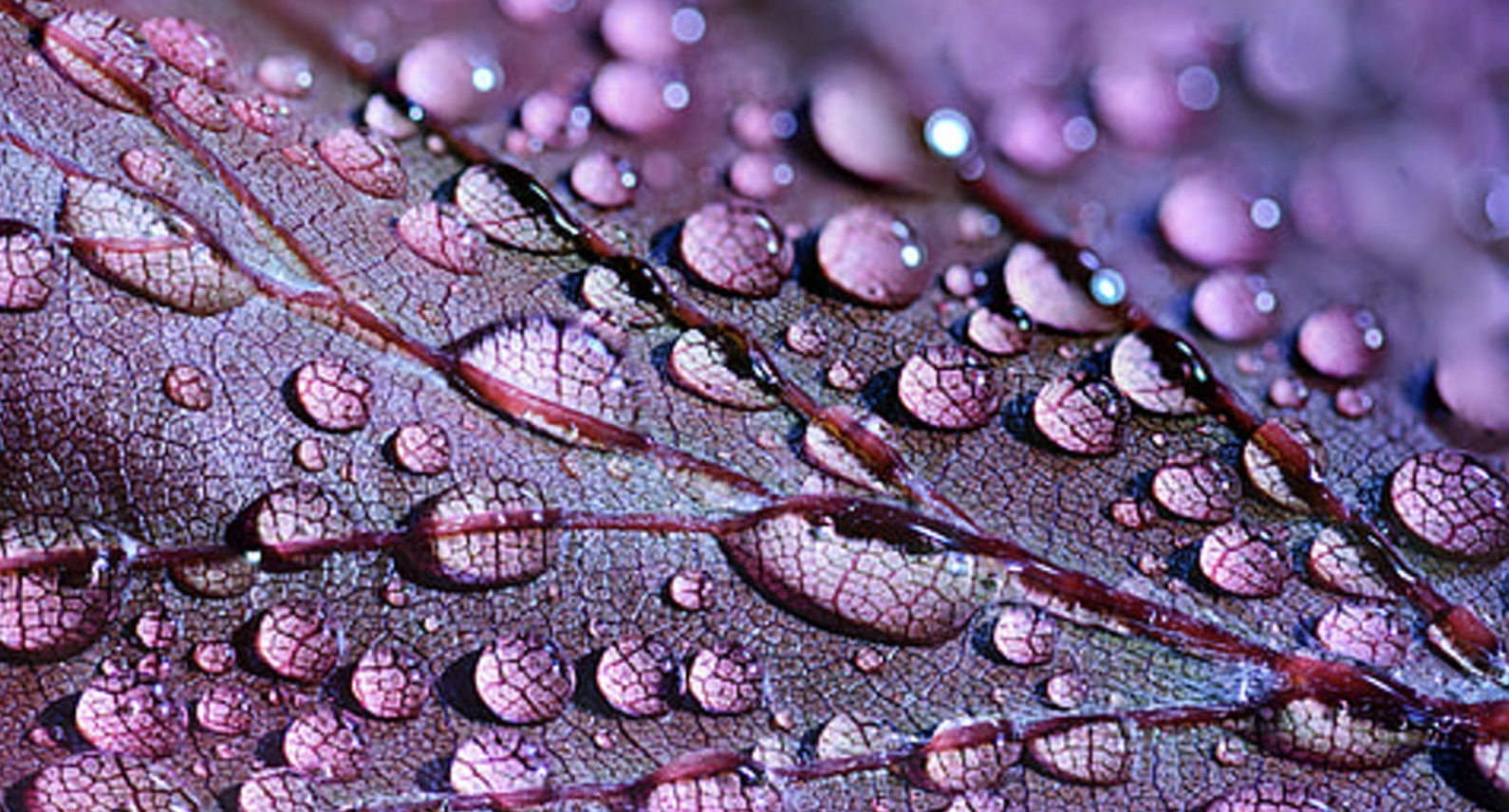 Screen Shot 2021-03-30 at 4.16.29 pm