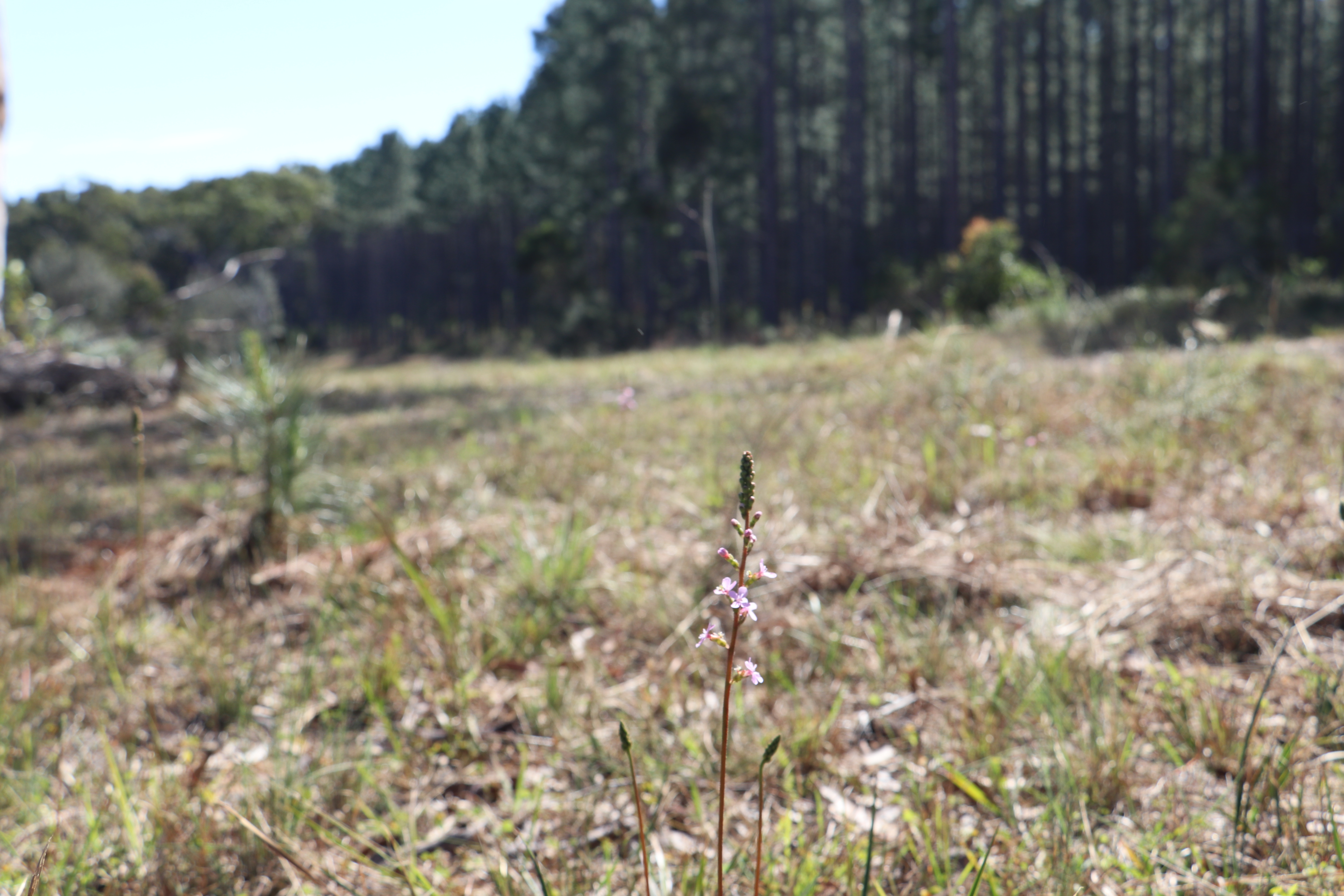 Grass Trigger Plant_T