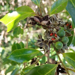 Os frutos do seca-ligeiro (Pera glabrata) generosamente alimentam uma grande variedade de aves coloridas