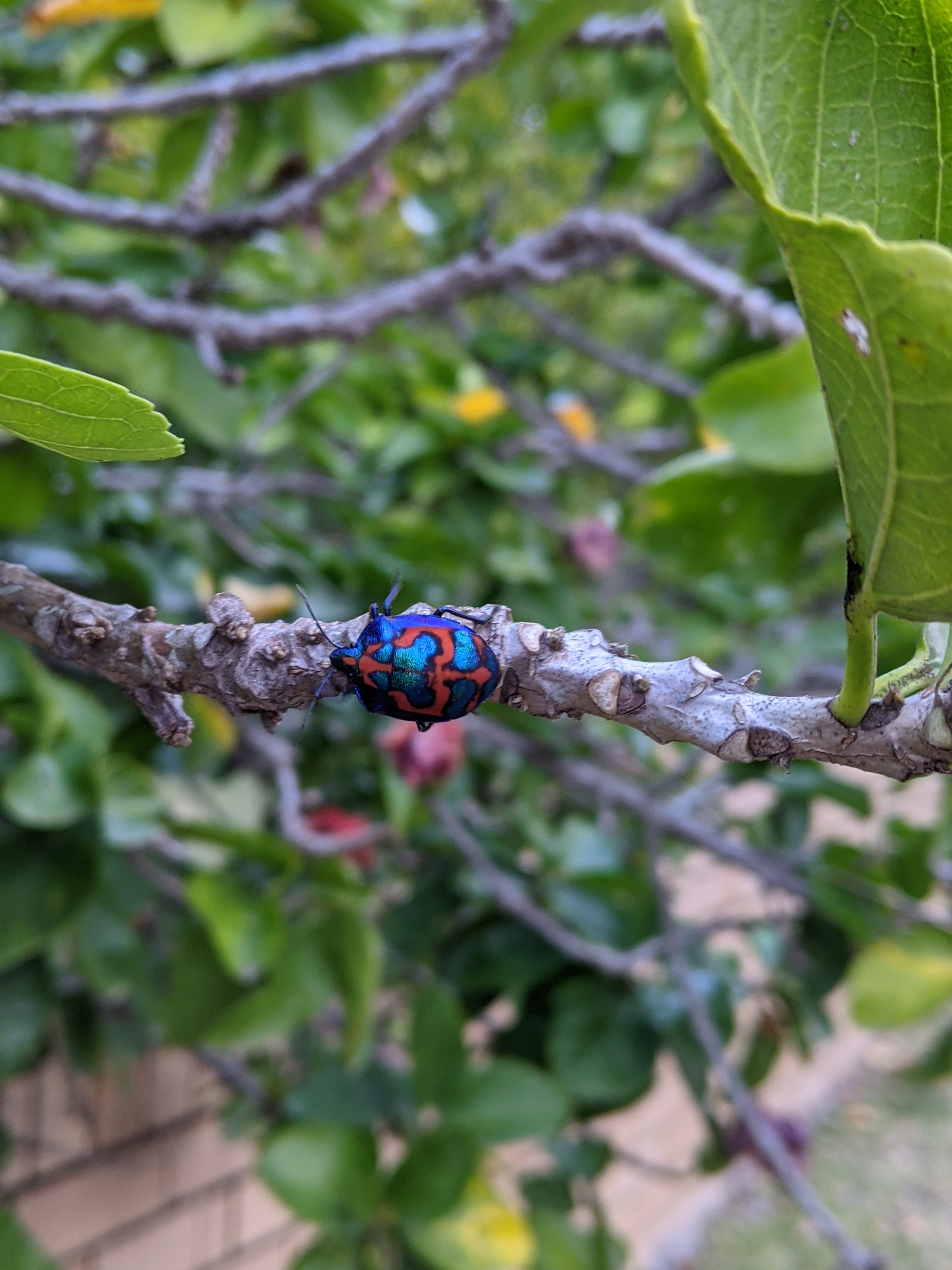 Beetle
