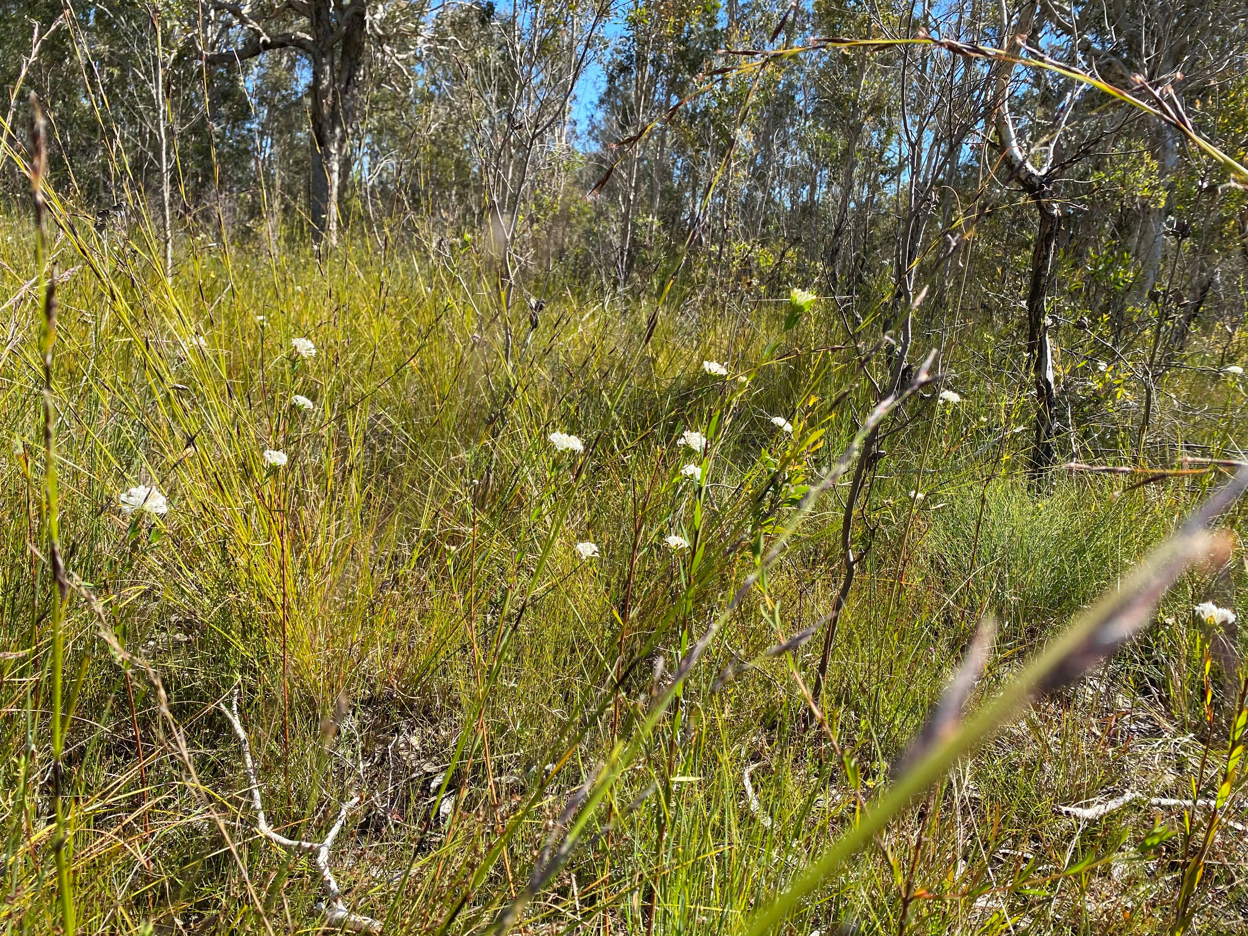 Tin Can Bay Wildflowers