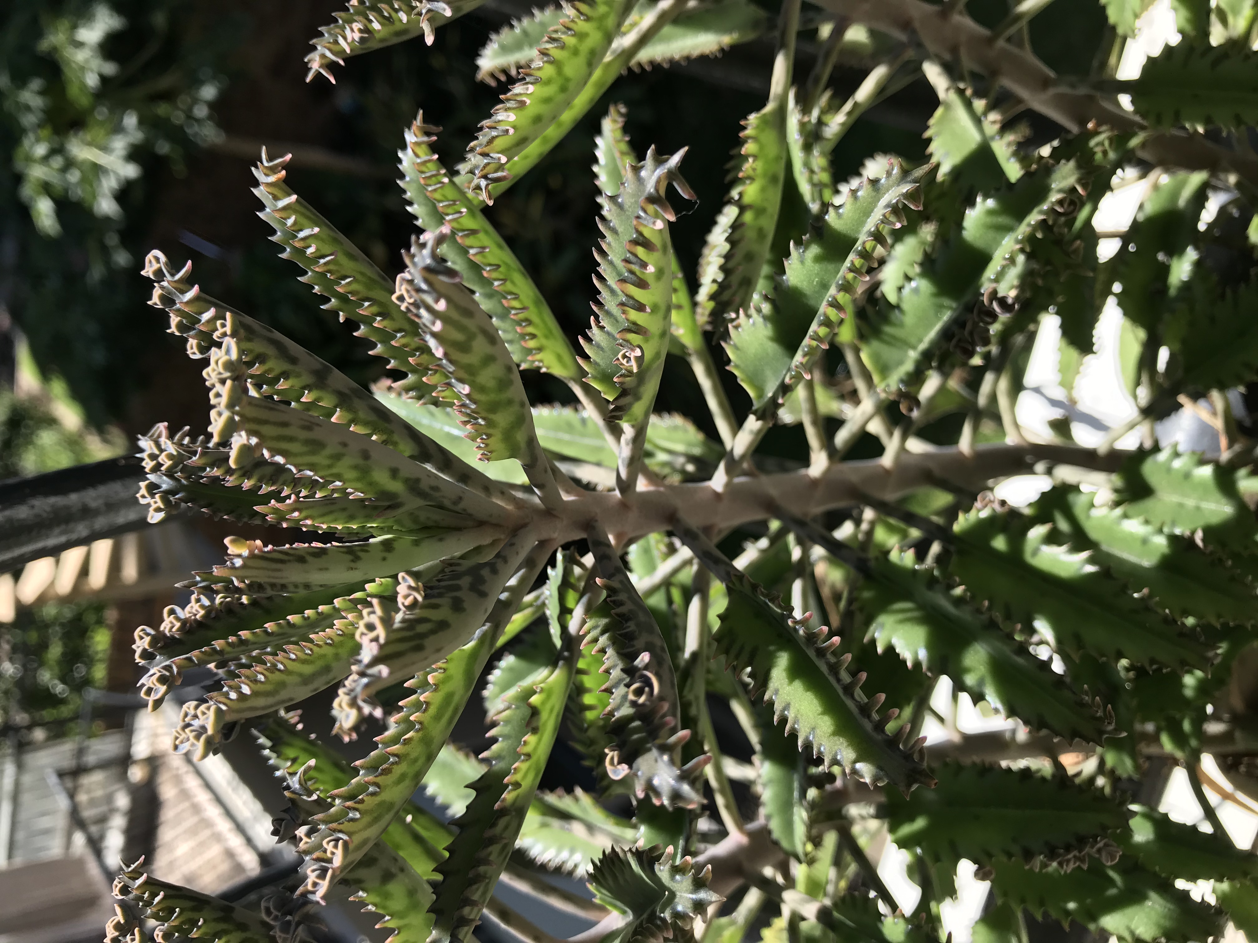 She-oak in conversation with the sky