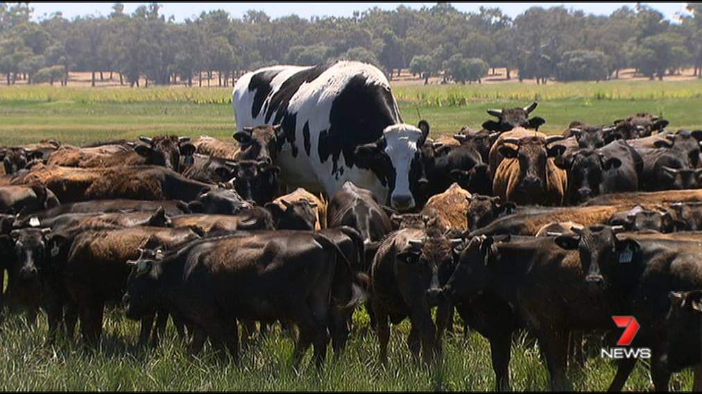 big-cow