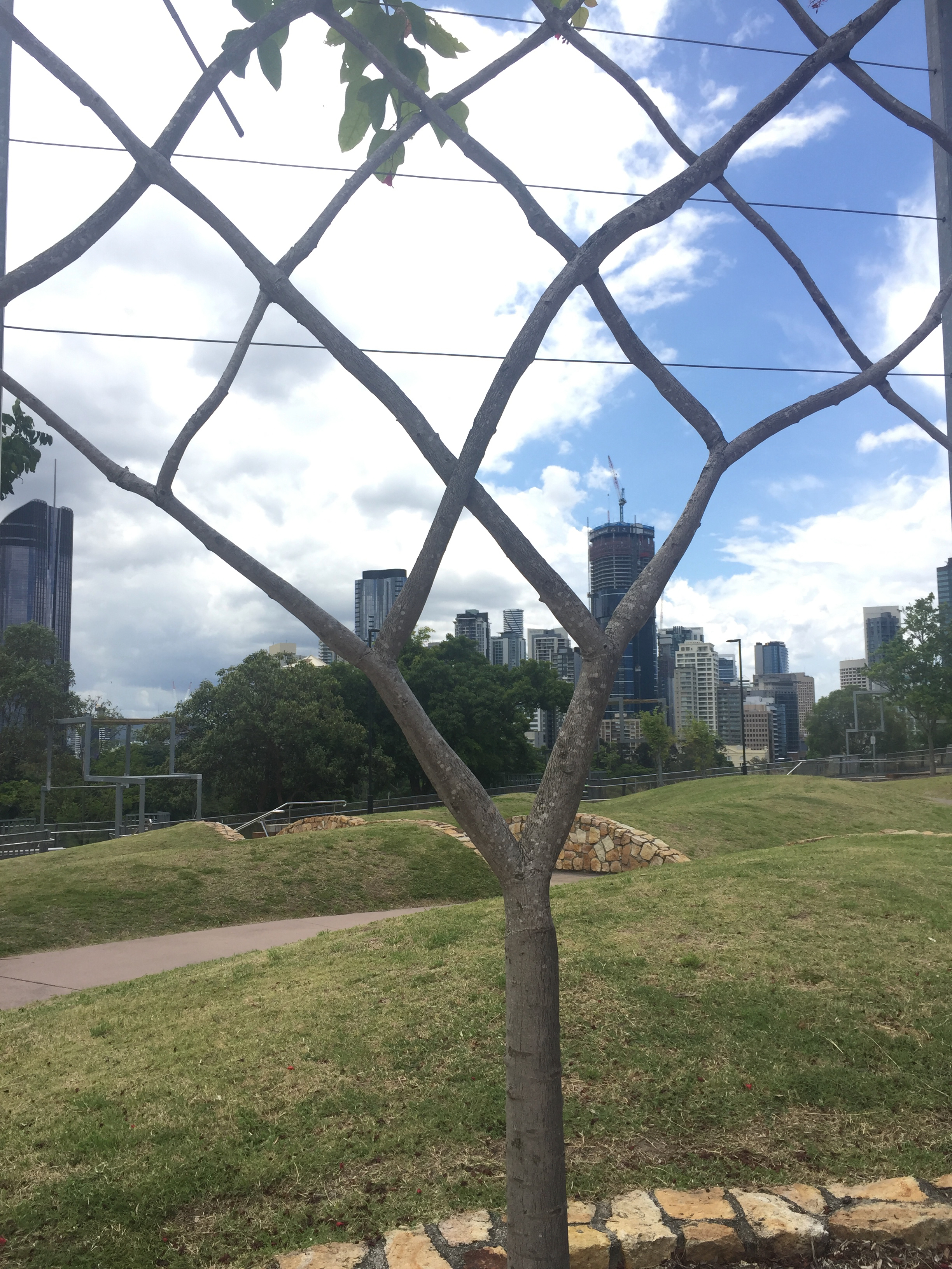 Shaped Trees Voevodin-Cash