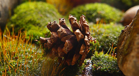 nature-green-moss-plants-thumb