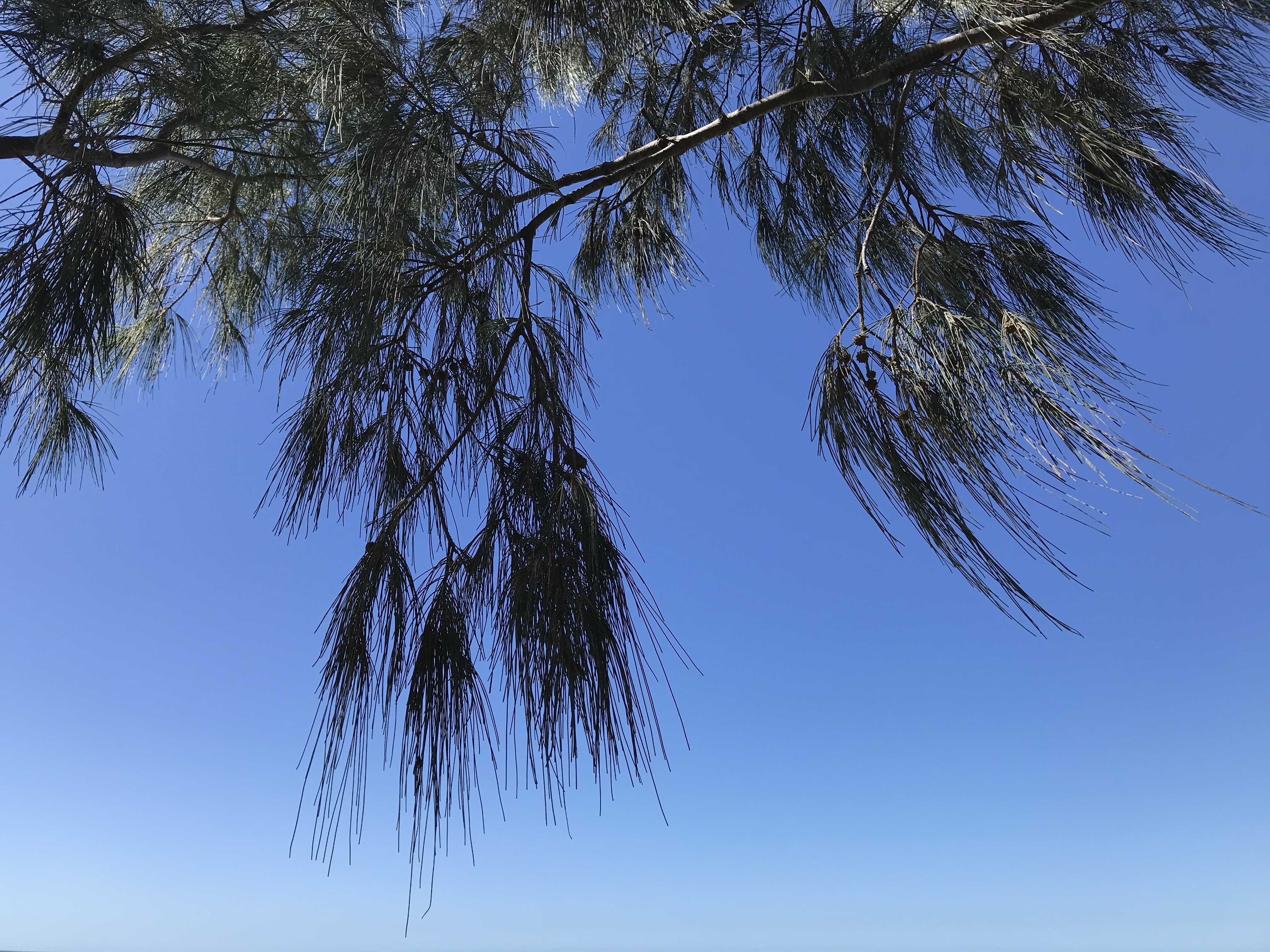She-oak in conversation with the sky