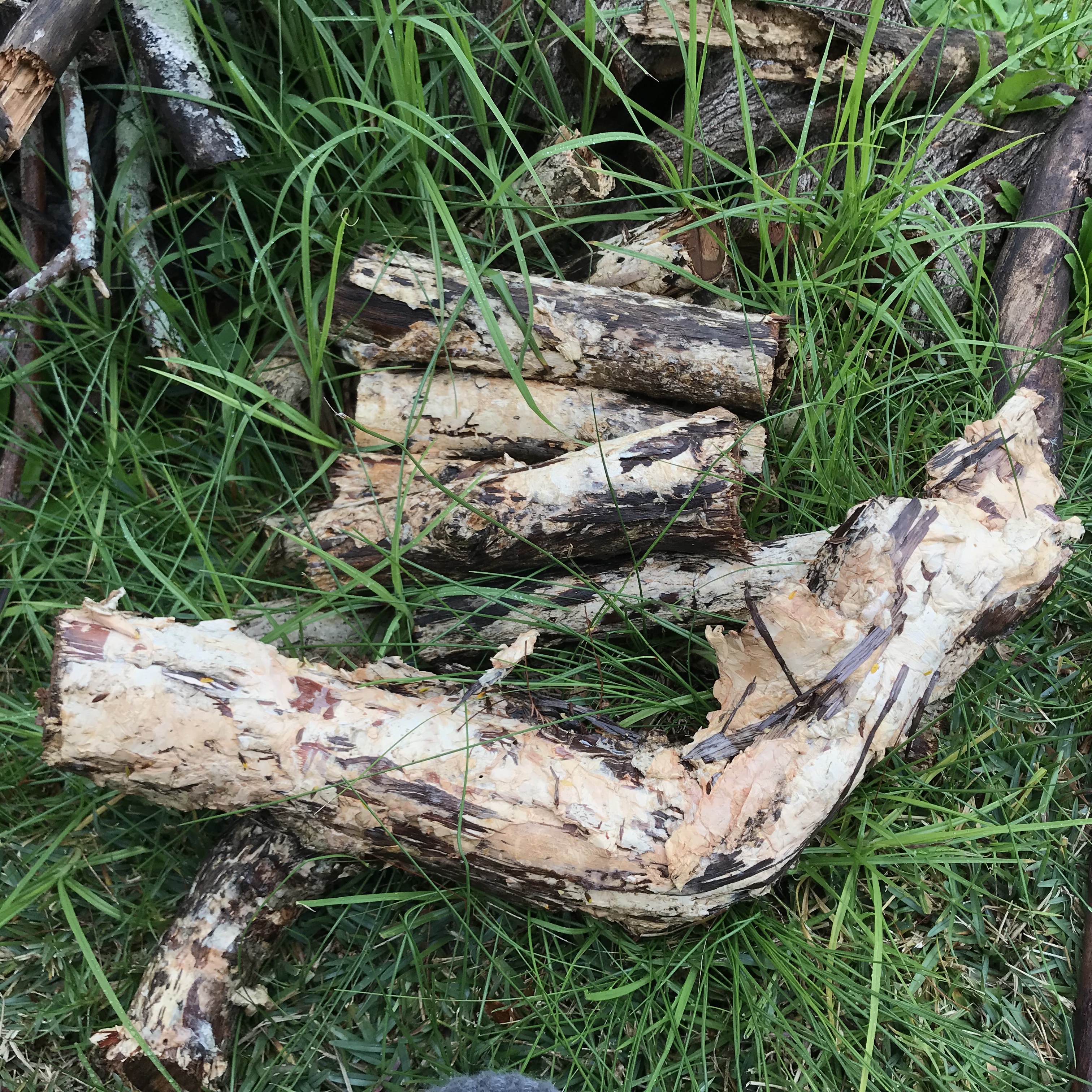 Cut logs laying in green grass