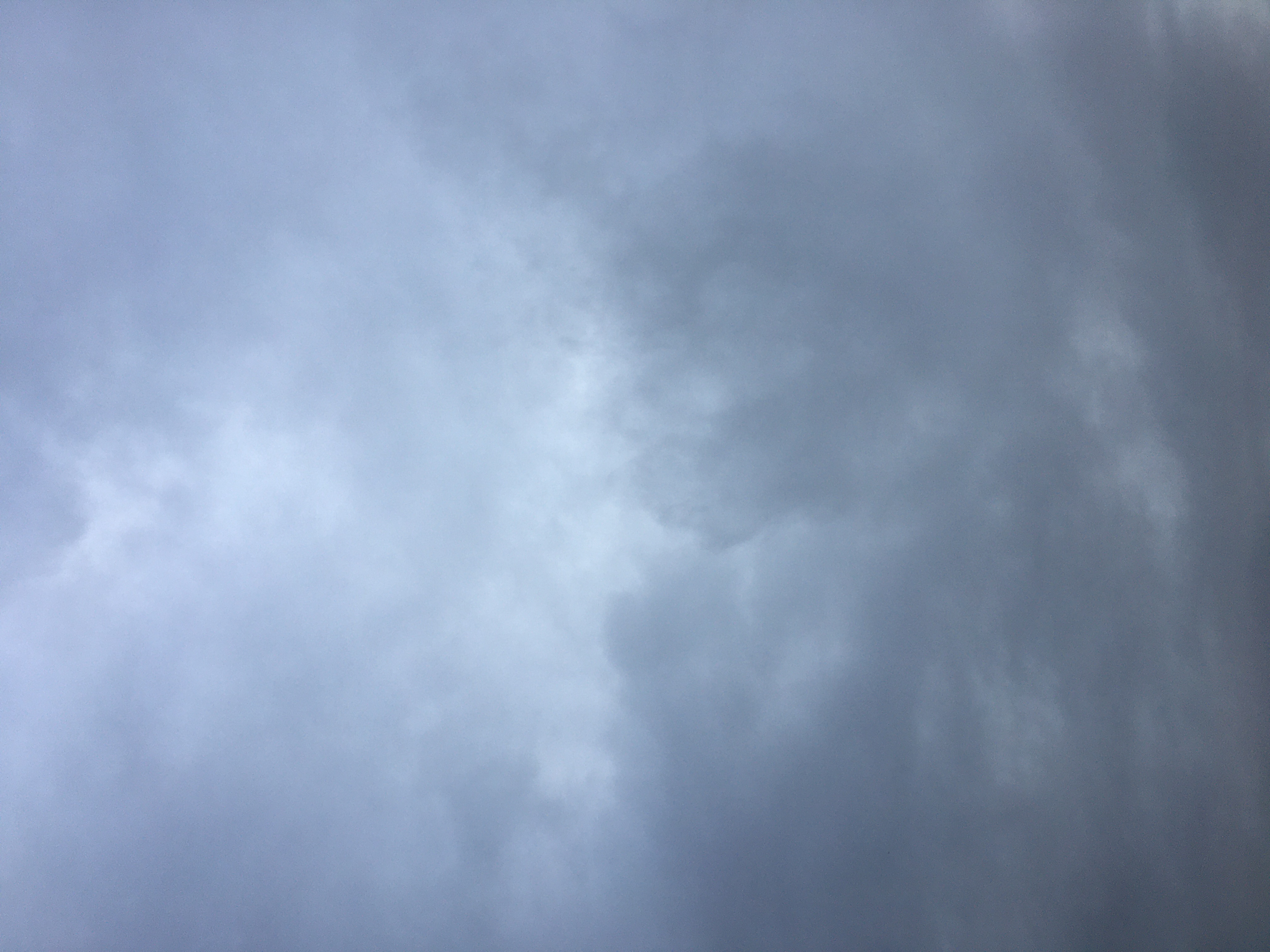 cold and wet but winter is almost over, the flowering quince attests to that