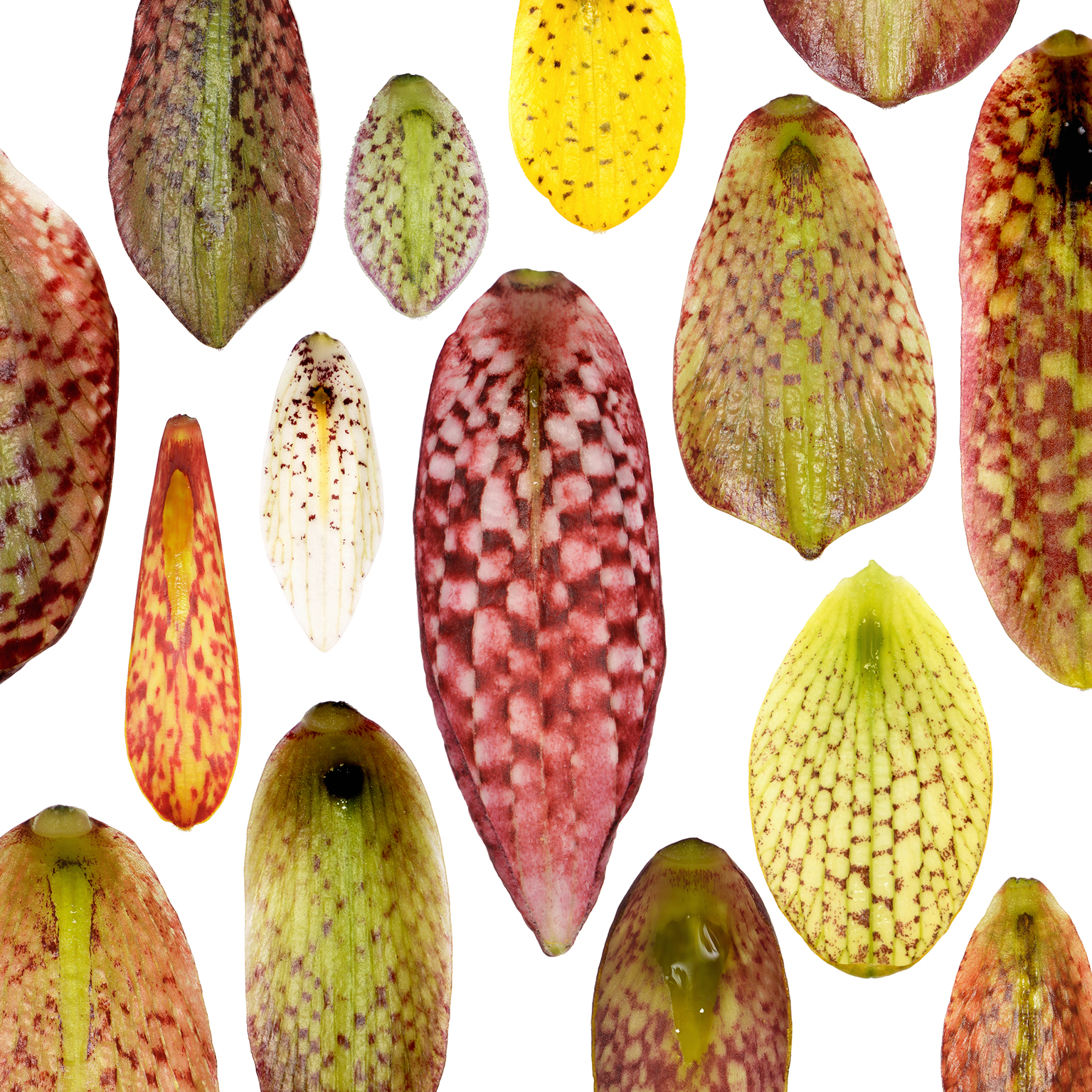 Fritillaria_tessalations_2018