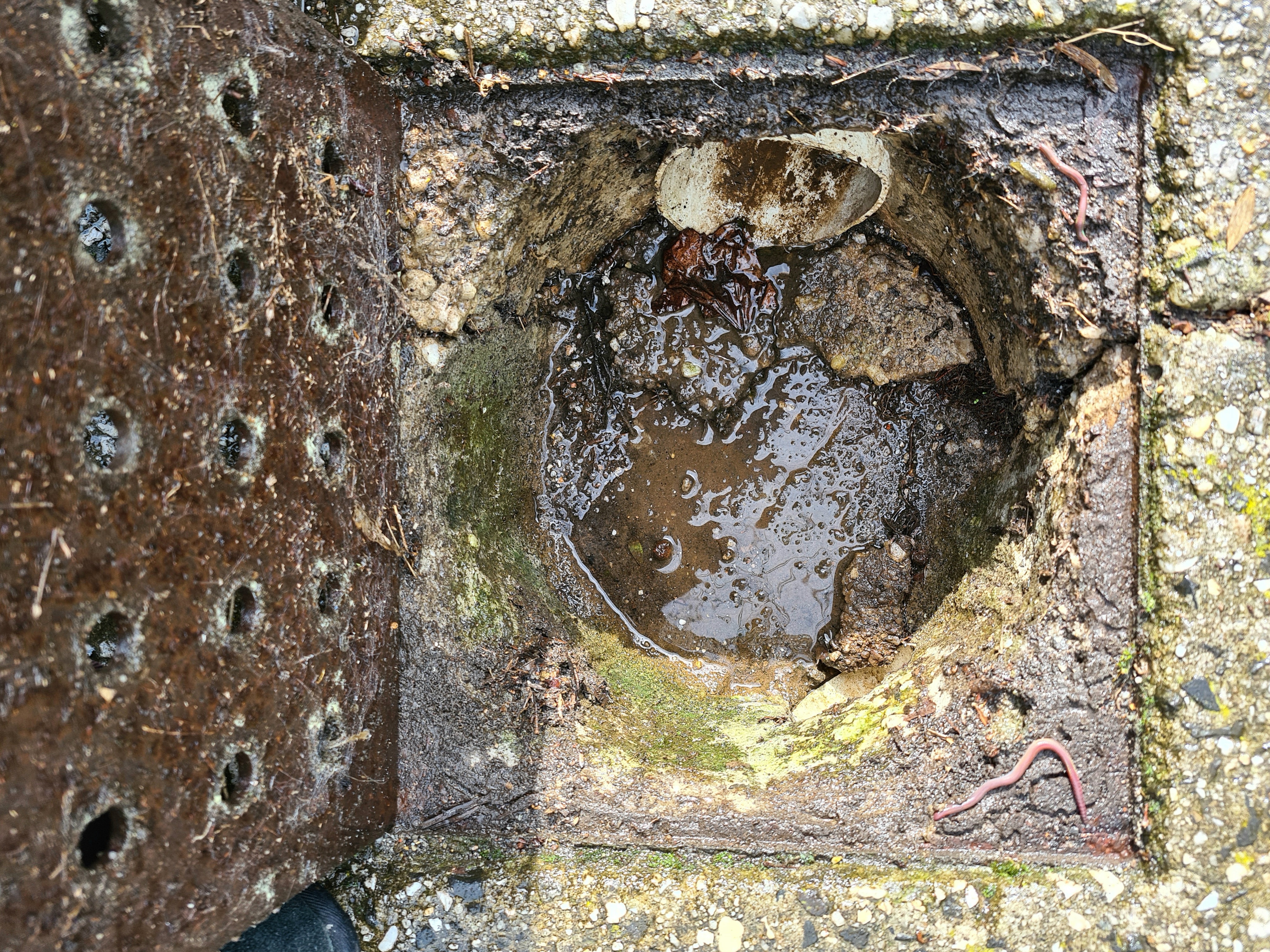 looking underneath ...rain in the drain