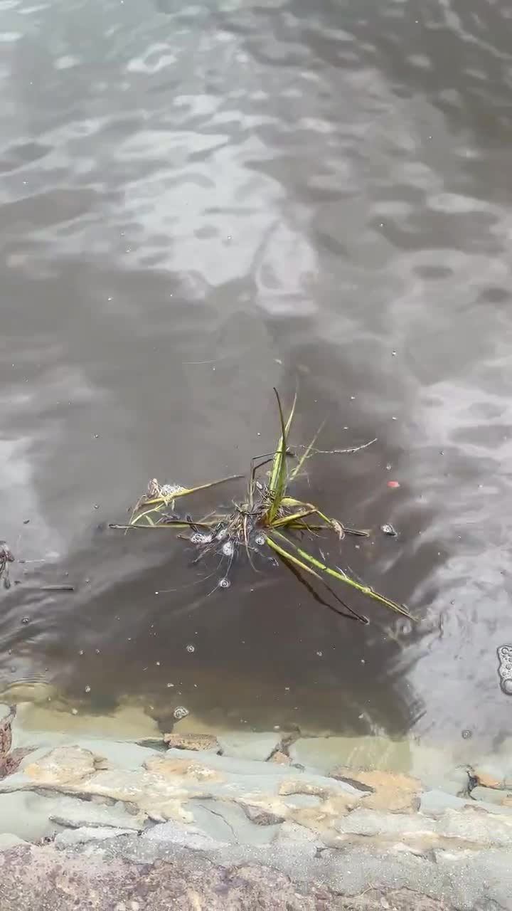 Still #5 From Video #35588