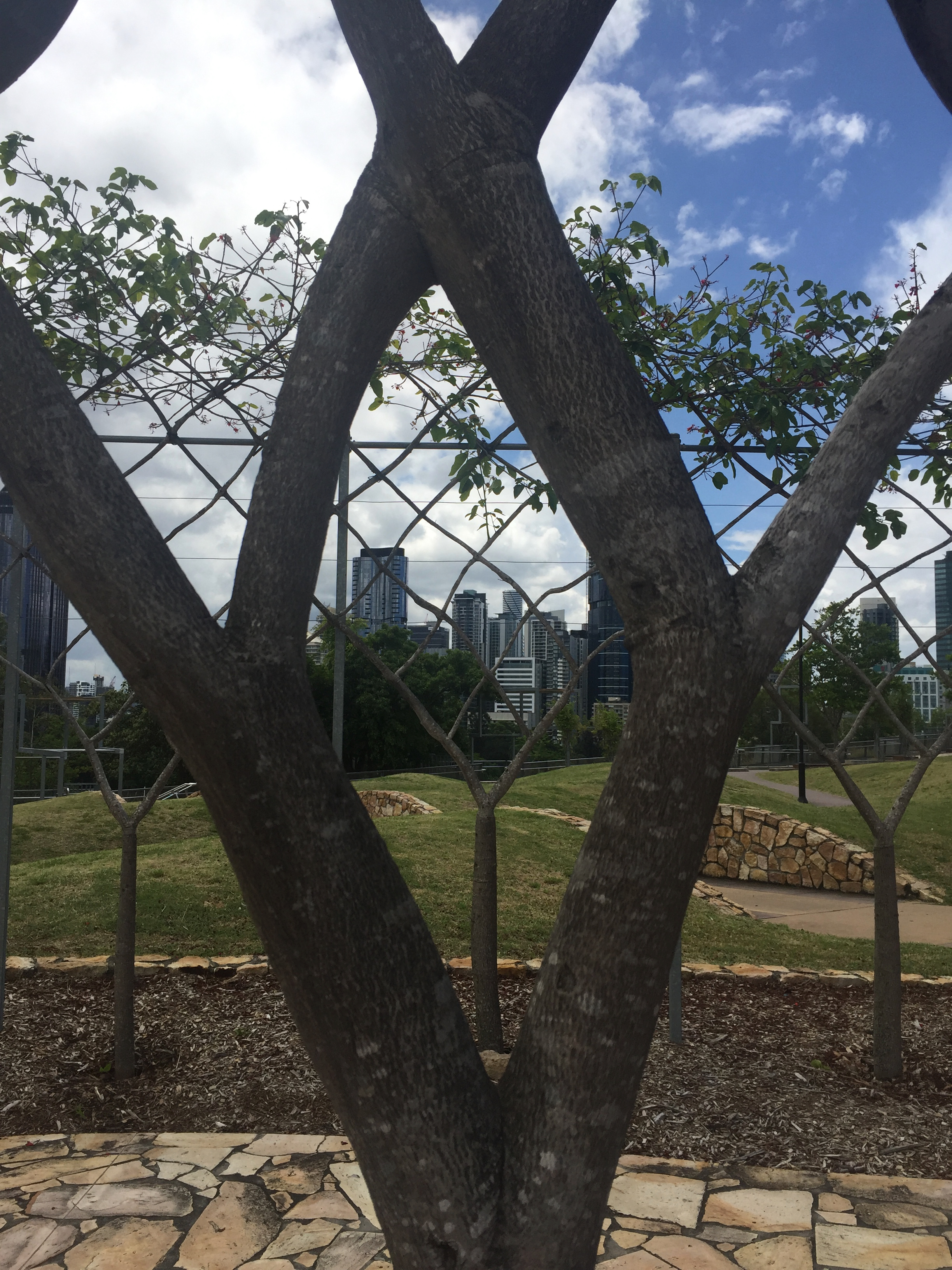 Shaped Trees Voevodin-Cash