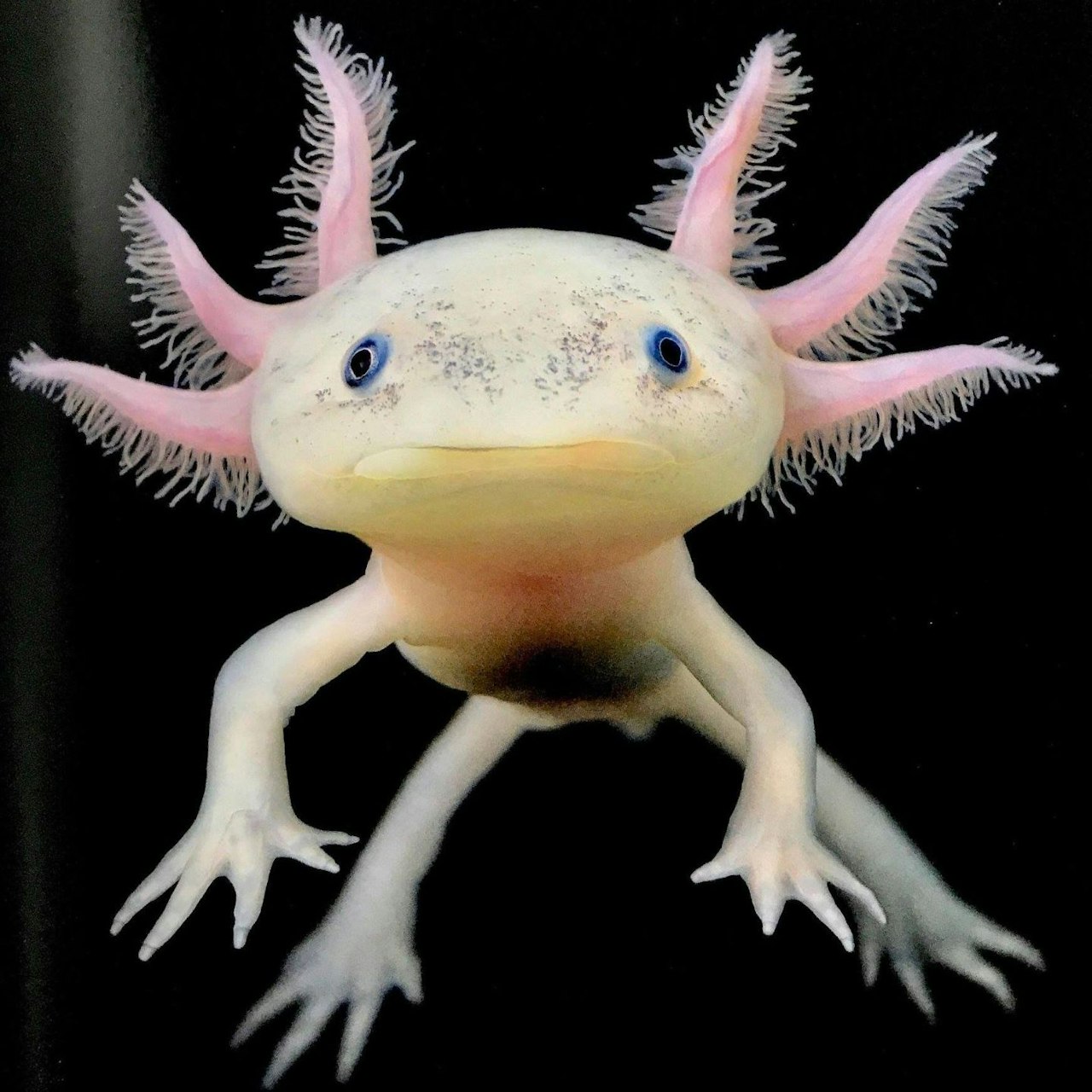 axolotl