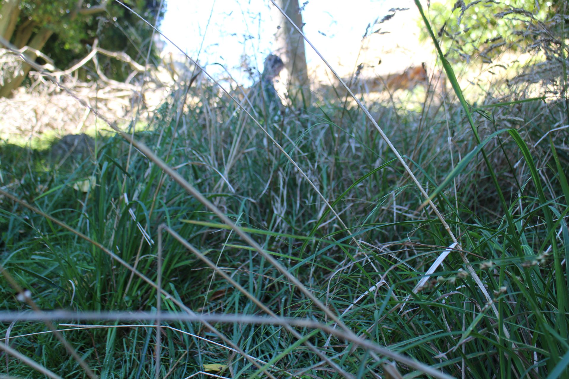 LDonkers_drawing on location at Te Mata