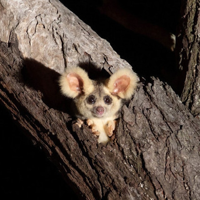 greater-glider-in-tree cropped