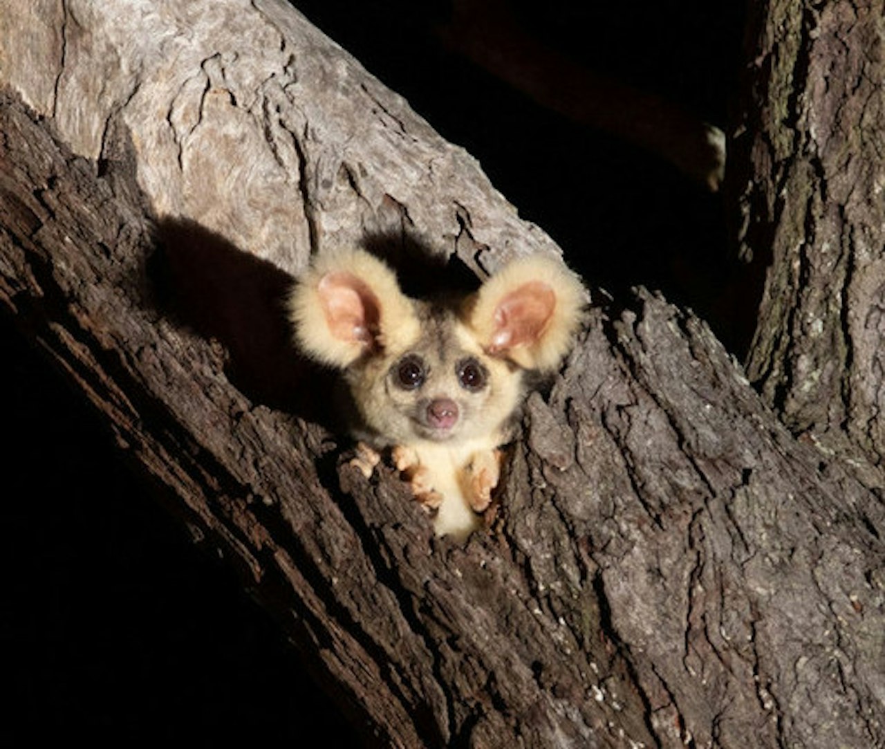 greater-glider-in-tree cropped