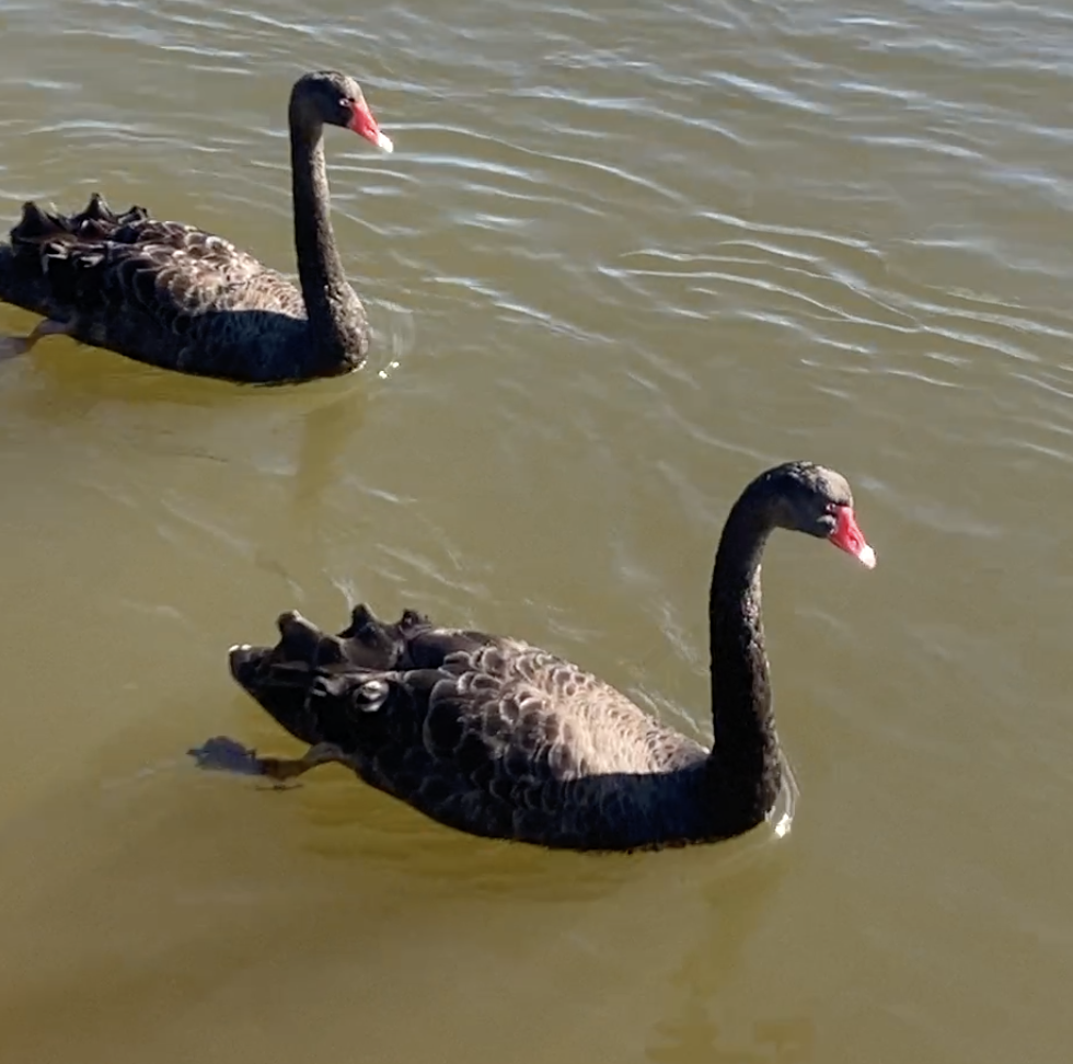 Screen Shot 2021-05-13 at 3.06.22 pm